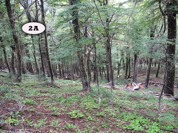 Amigo 6 Castro-notas taxonomicas